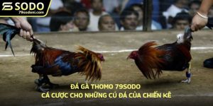 Đá gà thomo